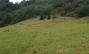 FINCA  SUESCA 18 FANEGADAS