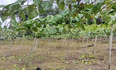 Venta de finca productiva y Ganadera 63 hectáreas