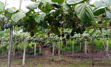 Venta de finca productiva y Ganadera 63 hectáreas