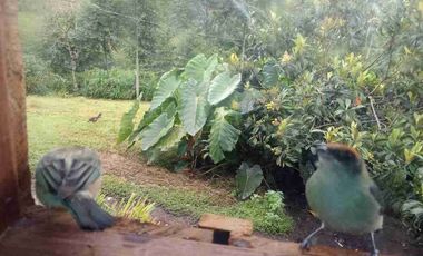 Venta de finca productiva y Ganadera 63 hectáreas