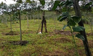 Venta de finca productiva y Ganadera 63 hectáreas