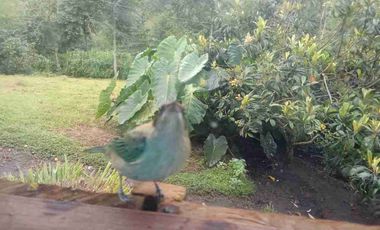 Venta de finca productiva y Ganadera 63 hectáreas