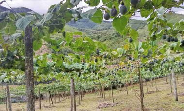 Venta de finca productiva y Ganadera 63 hectáreas