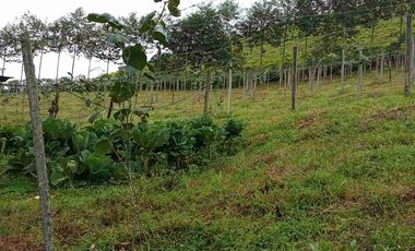 Venta de finca productiva y Ganadera 63 hectáreas