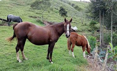 Venta de finca productiva y Ganadera 63 hectáreas