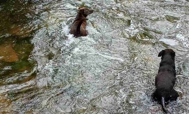 Venta de finca productiva y Ganadera 63 hectáreas