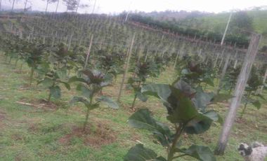 Venta de finca productiva y Ganadera 63 hectáreas