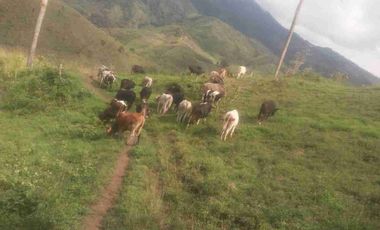 Venta de finca productiva y Ganadera 63 hectáreas