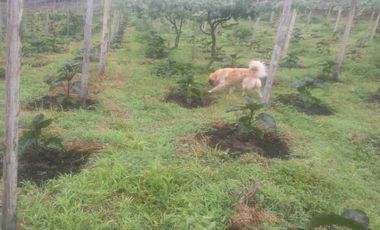 Venta de finca productiva y Ganadera 63 hectáreas