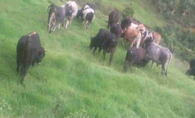 Venta de finca productiva y Ganadera 63 hectáreas