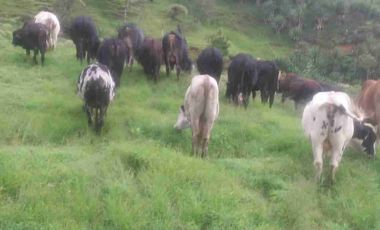 Venta de finca productiva y Ganadera 63 hectáreas