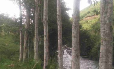 Venta de finca productiva y Ganadera 63 hectáreas