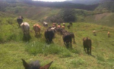 Venta de finca productiva y Ganadera 63 hectáreas