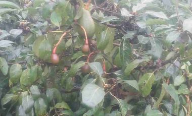 Venta de finca productiva y Ganadera 63 hectáreas