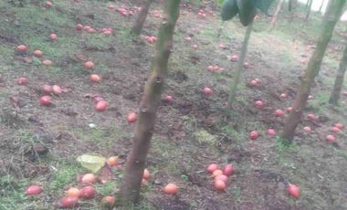 Venta de finca productiva y Ganadera 63 hectáreas