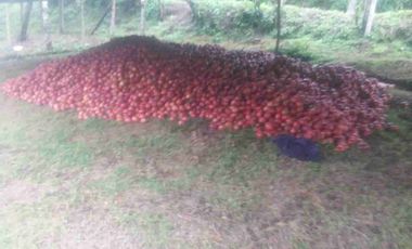 Venta de finca productiva y Ganadera 63 hectáreas