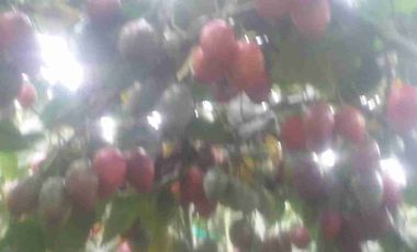 Venta de finca productiva y Ganadera 63 hectáreas