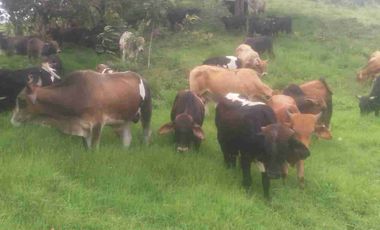 Venta de finca productiva y Ganadera 63 hectáreas