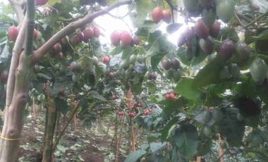 Venta de finca productiva y Ganadera 63 hectáreas