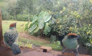 Venta de finca productiva y Ganadera 63 hectáreas