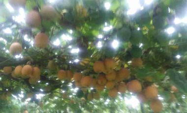 Venta de finca productiva y Ganadera 63 hectáreas