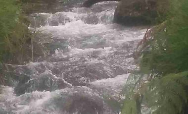 Venta de finca productiva y Ganadera 63 hectáreas