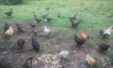 Venta de finca productiva y Ganadera 63 hectáreas