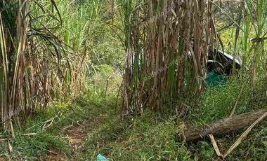 VENDO FINCA EN VDA SAN LA INMACULADA SAN RAFAEL