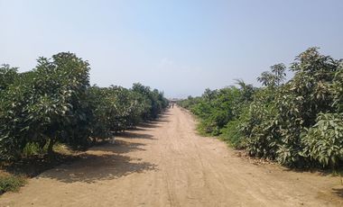 Vendo fundo agricola de paltas con hermosa casa incluida en IMPERIAL CAÑETE