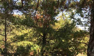 HERMOSO Y GRANDE TERRENO EN MICHOACSN