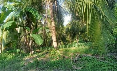 Farm lot for Sale In Alubijid