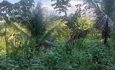 Farm lot for Sale In Alubijid