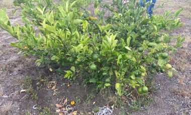 Vendo Terreno de 870m, Malchingui