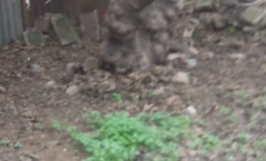 Excelente Terreno con Casa en Cerro Navia