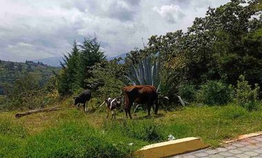 VENDO 5 HECTAREAS EN TUMBACO CON AGUA POTABLE , LUZ Y VIA ADOQUINADA