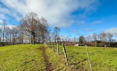 CAMPO 16.45 HA TEGUALDA / FRUTILLAR