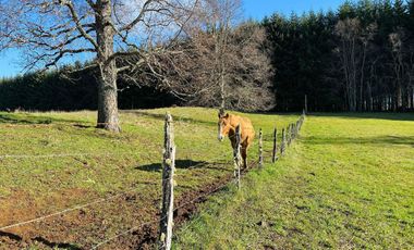 CAMPO 16.45 HA TEGUALDA / FRUTILLAR