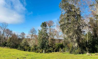 CAMPO 16.45 HA TEGUALDA / FRUTILLAR