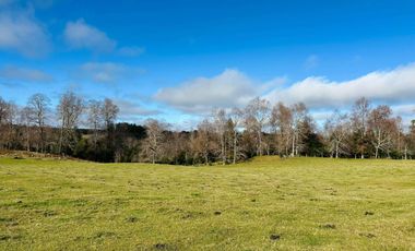 CAMPO 16.45 HA TEGUALDA / FRUTILLAR