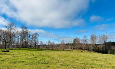 CAMPO 16.45 HA TEGUALDA / FRUTILLAR