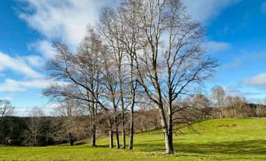 CAMPO 16.45 HA TEGUALDA / FRUTILLAR