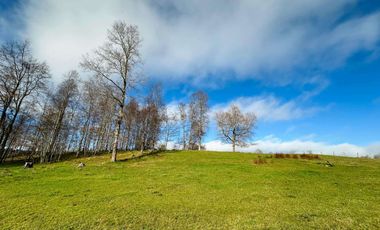 CAMPO 16.45 HA TEGUALDA / FRUTILLAR