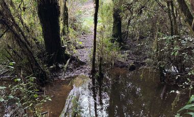 CAMPO 16.45 HA TEGUALDA / FRUTILLAR