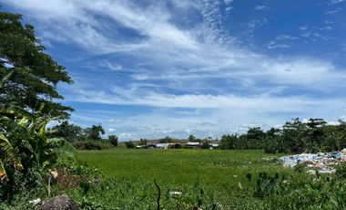 Agricultural Lot for sale in Ireneville, San Isidro, Cabanatuan, Nueva Ecija