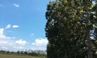 GEN. TINIO NIEVA ECIJA