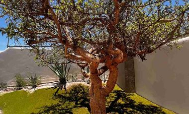 Cabo Bello Casa en Renta