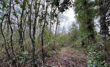 PARCELA CUNCO 5.000 mts2 CERCA LAGO COLICO TEMUCO Rol Propio
