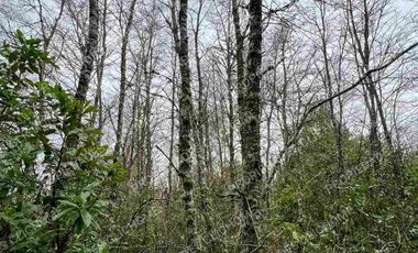 PARCELA CUNCO 5.000 mts2 CERCA LAGO COLICO TEMUCO Rol Propio