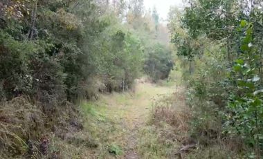Vendo campo de 7 Hectaria a oríllala del Rio cruce