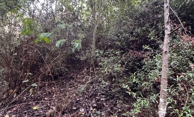 Vendo campo de 7 Hectaria a oríllala del Rio cruce